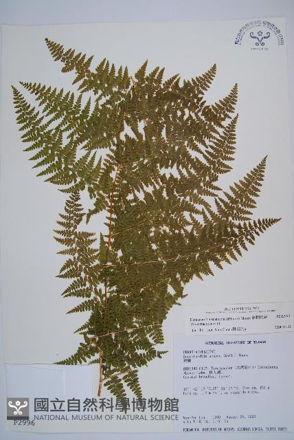 刺柄碗蕨藏品圖，第1張