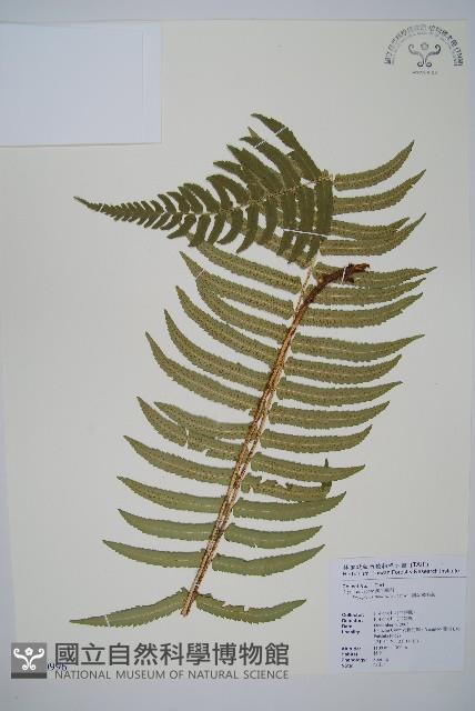 細葉鱗毛蕨藏品圖，第1張