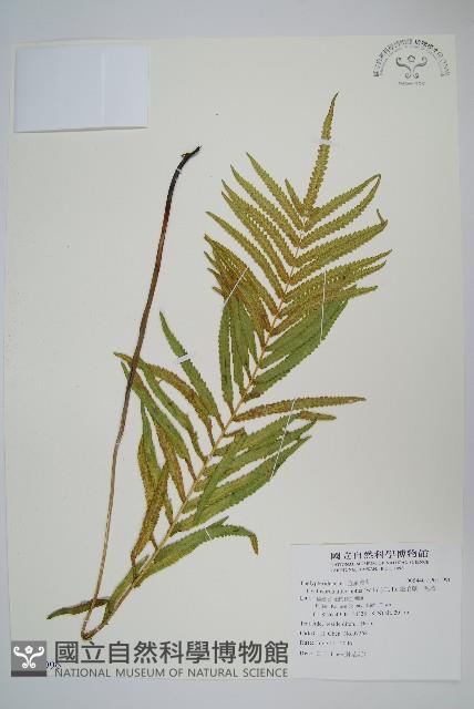 鐵毛蕨、毛蕨藏品圖，第1張