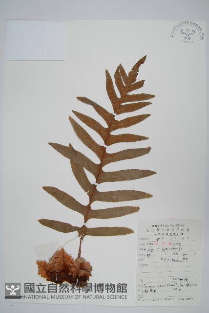 槲蕨藏品圖，第1張