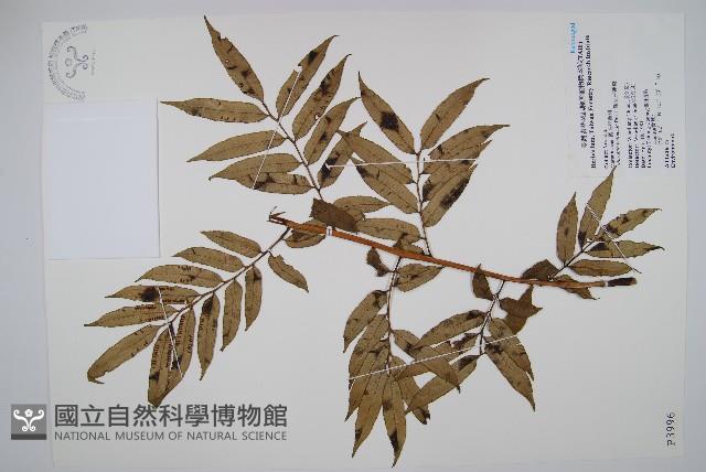 觀音座蓮舅藏品圖，第1張