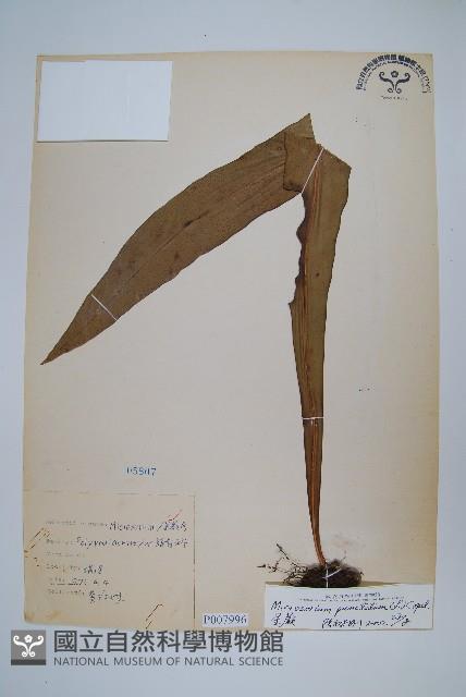 星蕨藏品圖，第1張