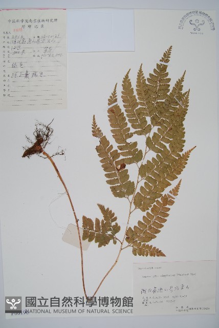 長尾複葉耳蕨藏品圖，第1張