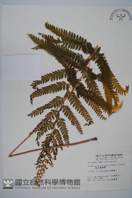 粗毛鱗蓋蕨藏品圖，第1張