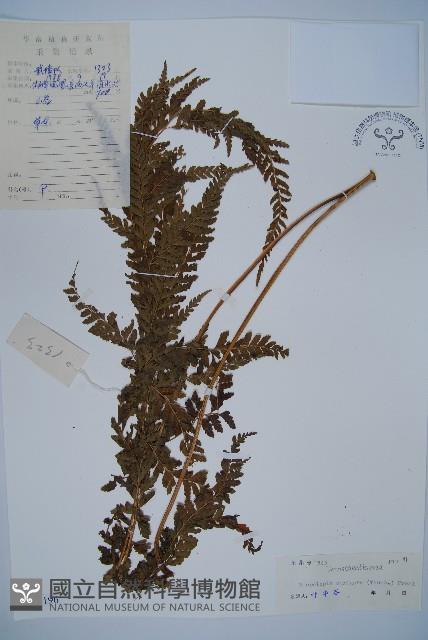 粗毛鱗蓋蕨藏品圖，第1張