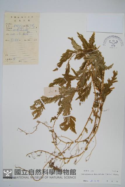 全緣卷柏藏品圖，第1張