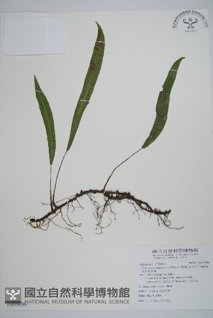 單葉雙蓋蕨藏品圖，第1張