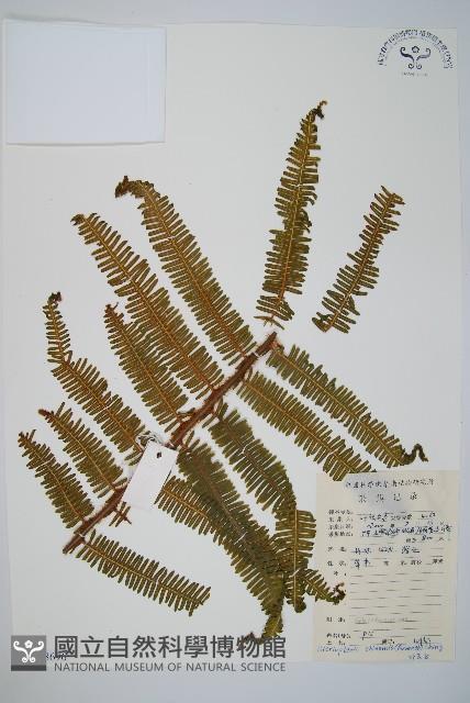 中華裏白藏品圖，第1張