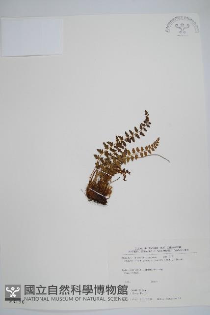 高山耳蕨藏品圖，第1張
