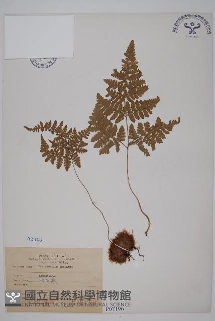 腫足蕨藏品圖，第1張