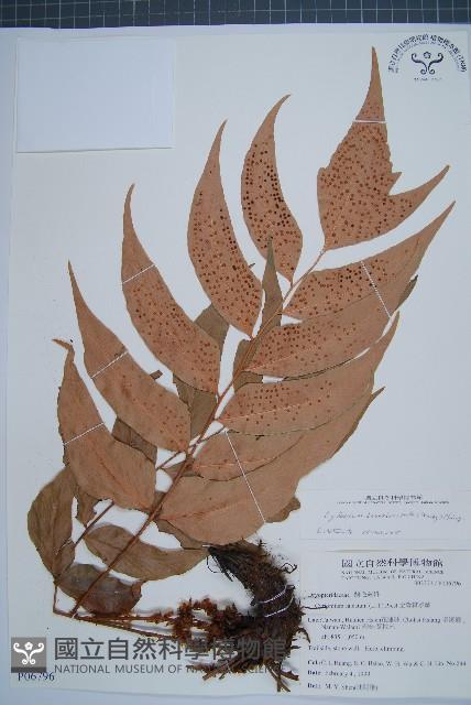 披針貫眾蕨藏品圖，第1張