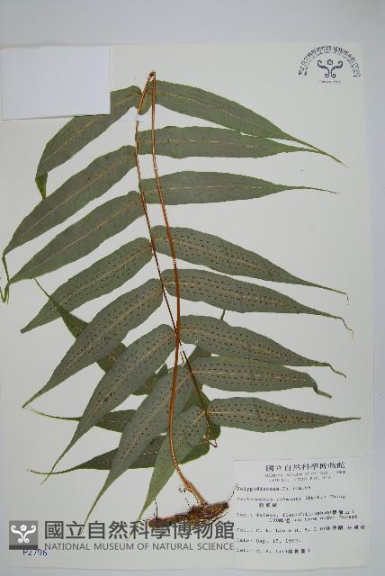 肢節蕨藏品圖，第1張