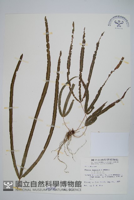 長葉鳳尾蕨藏品圖，第1張
