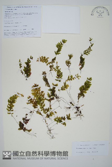 細葉蕗蕨藏品圖，第1張