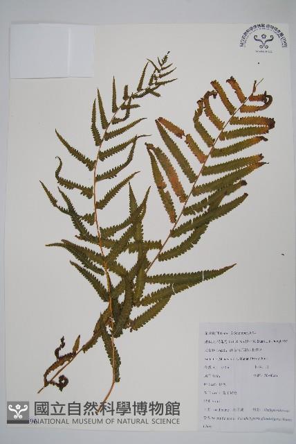 密腺副金星蕨藏品圖，第1張