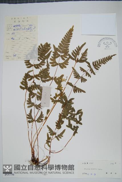 天草鳳尾蕨藏品圖，第1張