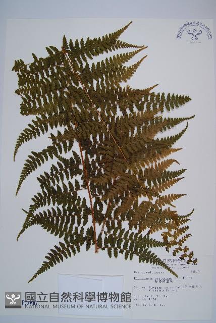 熱帶鱗蓋蕨藏品圖，第1張