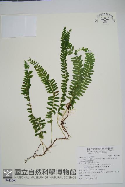 攀緣鱗始蕨藏品圖，第1張