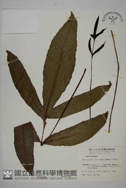 沙皮蕨藏品圖，第1張