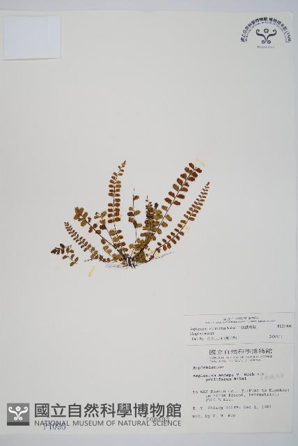 鐵角蕨藏品圖，第1張