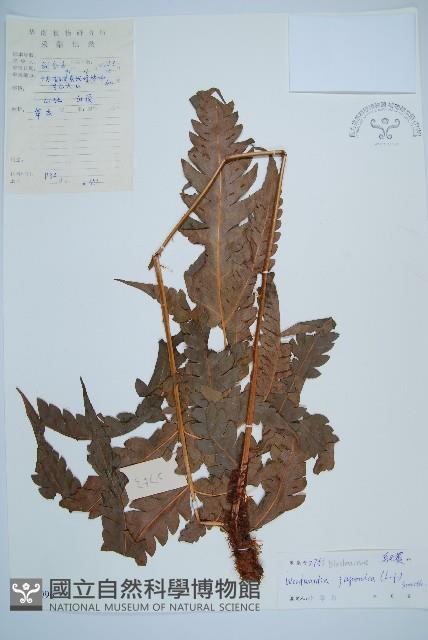 日本狗脊蕨藏品圖，第1張