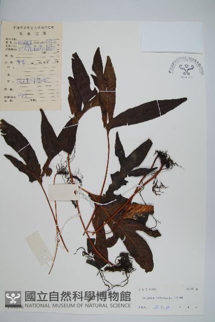 三裂線蕨藏品圖，第1張