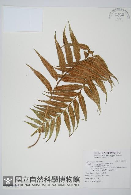 蘭嶼鐵角蕨藏品圖，第1張