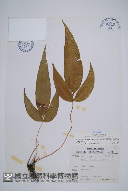 細柄雙蓋蕨藏品圖，第1張