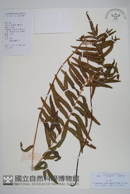 鐵毛蕨、毛蕨藏品圖，第1張