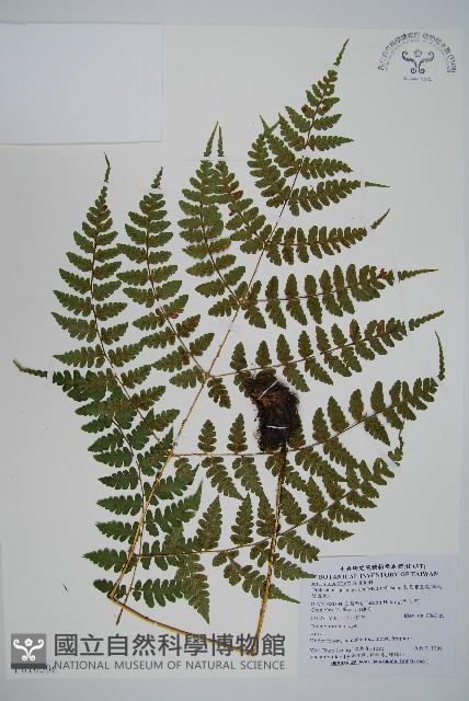 長苞雙蓋蕨、鱗柄雙蓋蕨藏品圖，第1張