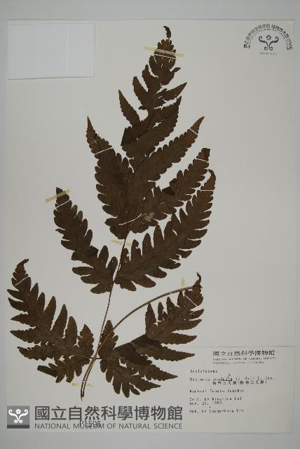 陰地三叉蕨藏品圖，第1張