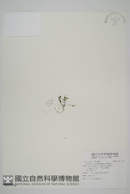 姬鐵角蕨藏品圖，第1張