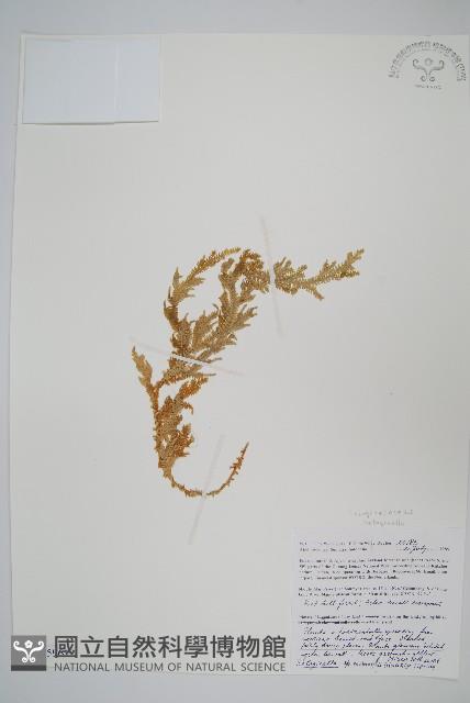 登錄號:P005596藏品圖，第1張