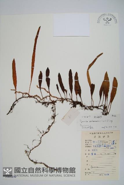 抱樹石葦藏品圖，第1張