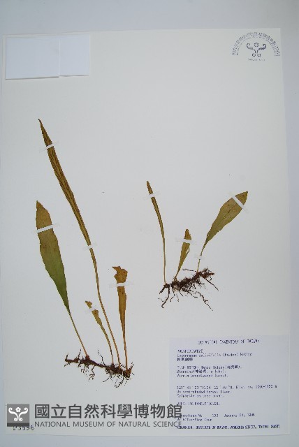 柳葉劍蕨藏品圖，第1張
