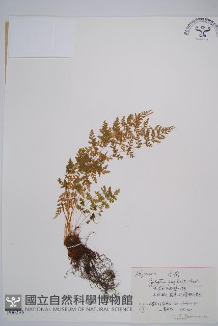 冷蕨藏品圖，第1張