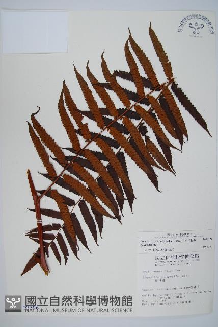 黑桫蕨藏品圖，第1張