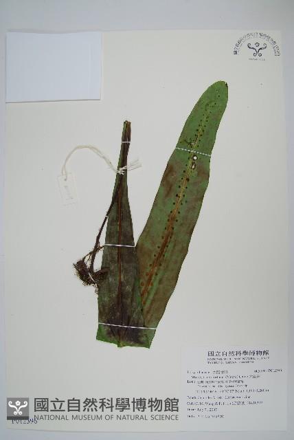 大星蕨藏品圖，第1張