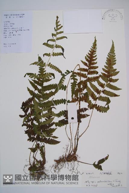 毛軸假蹄蓋蕨藏品圖，第1張