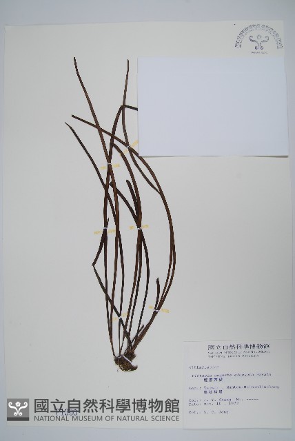 姬書帶蕨藏品圖，第1張