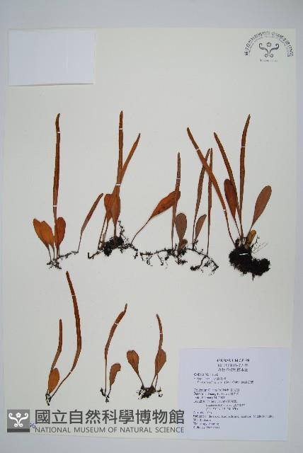 抱樹石葦藏品圖，第1張