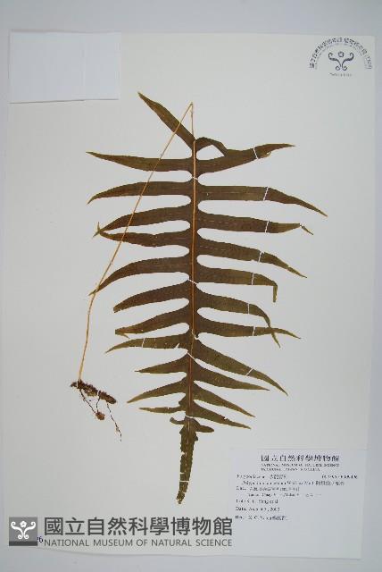 阿里山水龍骨藏品圖，第1張