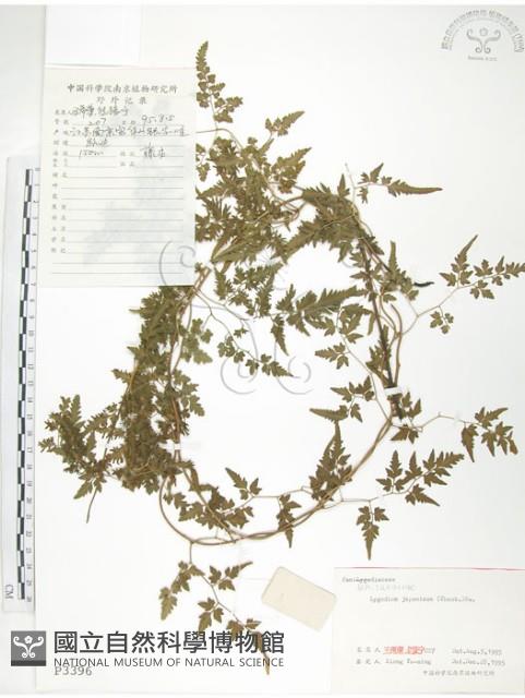 海金沙藏品圖，第1張