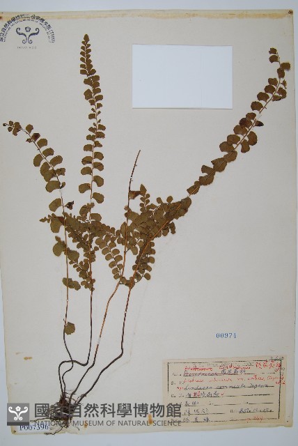 海島陵齒蕨藏品圖，第1張
