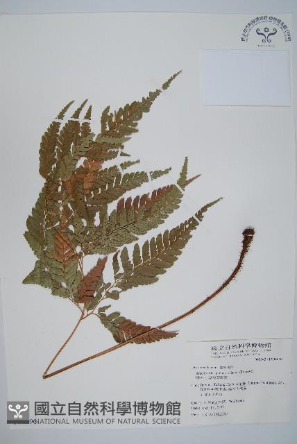 小葉複葉耳蕨藏品圖，第1張