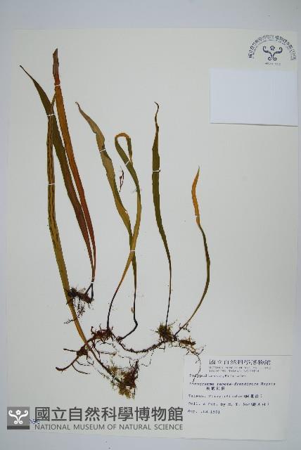 長柄劍蕨藏品圖，第1張