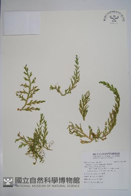 高雄卷柏藏品圖，第1張