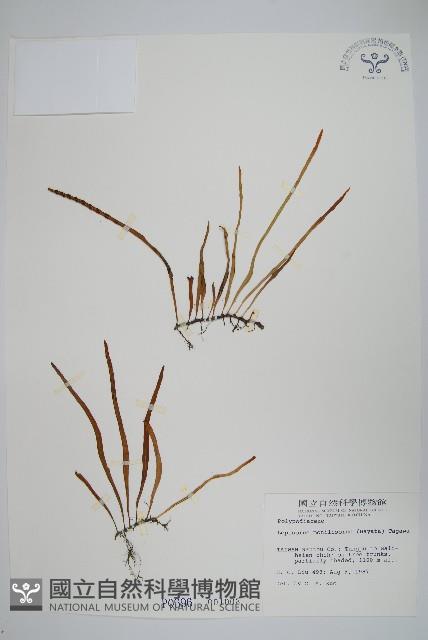 擬芨瓦葦藏品圖，第1張