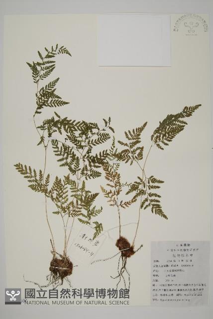 修足腫足蕨藏品圖，第1張