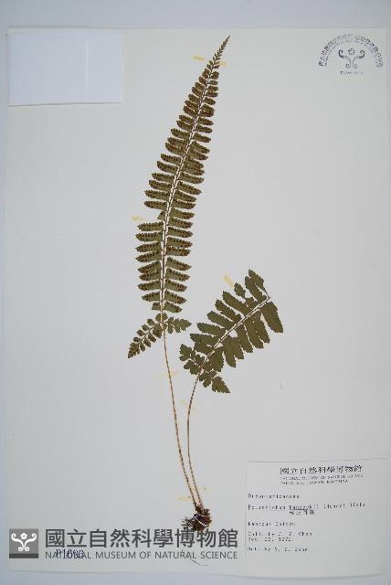 韓氏耳蕨藏品圖，第1張